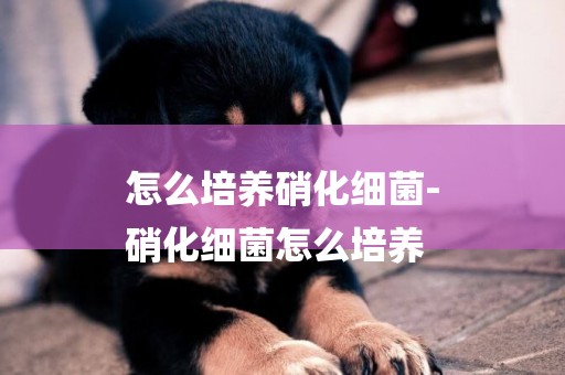 怎么培養硝化細菌-
硝化細菌怎么培養
