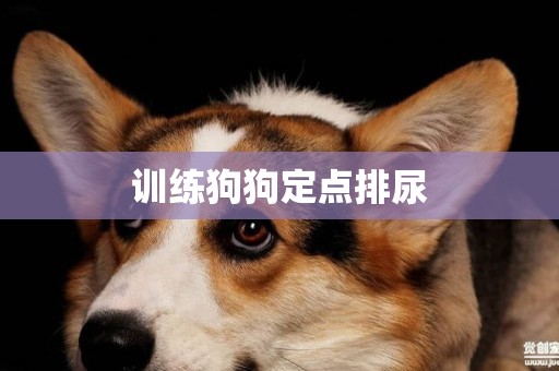 訓練狗狗定點排尿