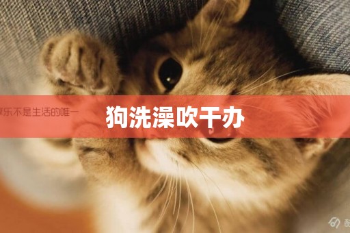 狗洗澡吹干辦