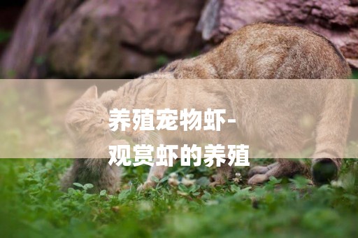 養殖寵物蝦-
觀賞蝦的養殖