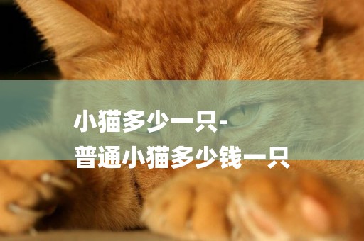 小貓多少一只-
普通小貓多少錢一只