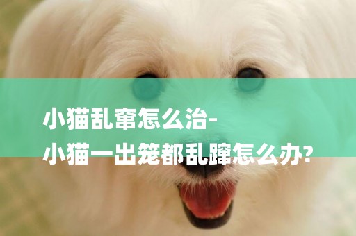 小貓亂竄怎么治-
小貓一出籠都亂躥怎么辦?
