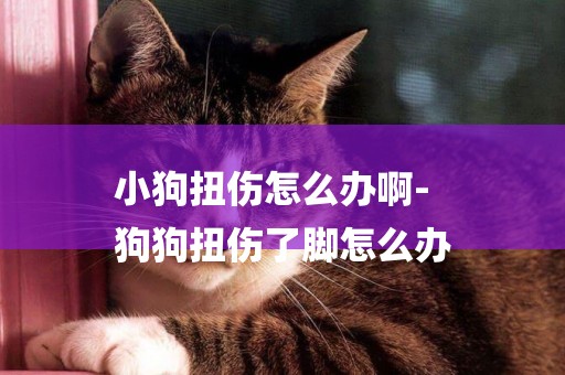 小狗扭傷怎么辦啊-
狗狗扭傷了腳怎么辦
