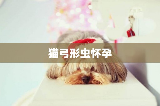 貓弓形蟲懷孕