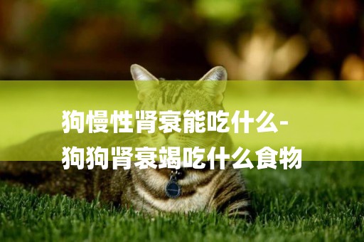 狗慢性腎衰能吃什么-
狗狗腎衰竭吃什么食物