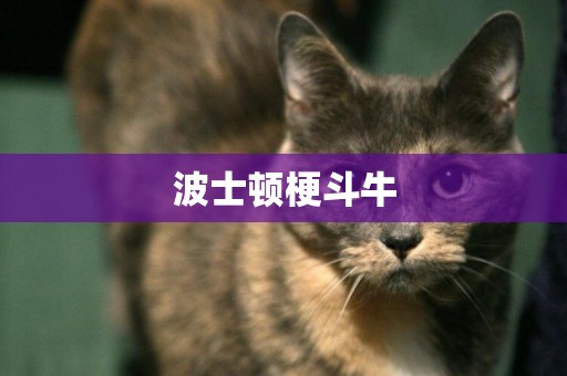 波士頓梗斗牛
