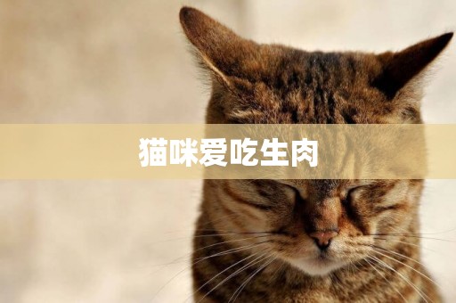 貓咪愛吃生肉