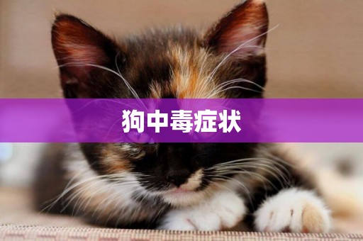 狗中毒癥狀
