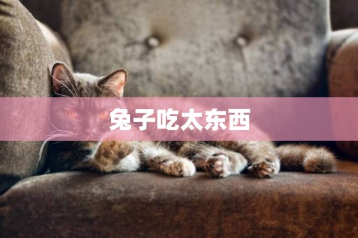 兔子吃太東西