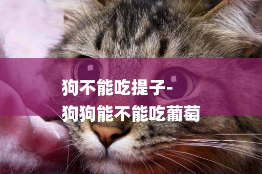 狗不能吃提子-
狗狗能不能吃葡萄