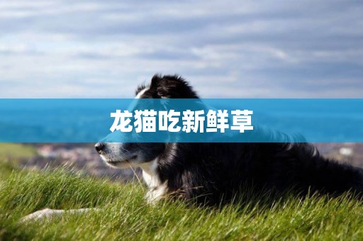 龍貓吃新鮮草