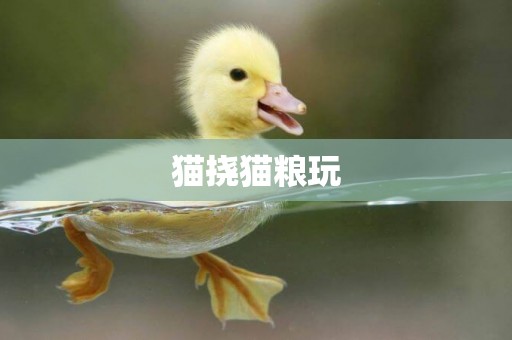 貓撓貓糧玩