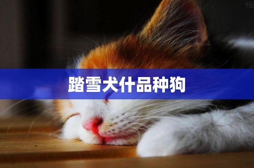 踏雪犬什品種狗