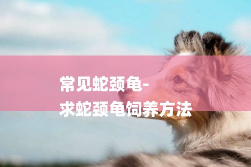 常見蛇頸龜-
求蛇頸龜飼養方法