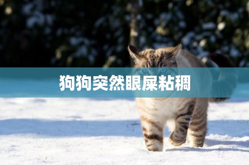 狗狗突然眼屎粘稠