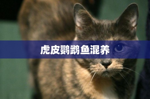 虎皮鸚鵡魚混養