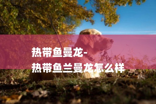 熱帶魚曼龍-
熱帶魚蘭曼龍怎么樣
