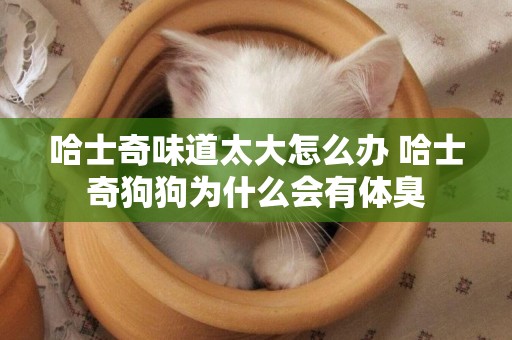 哈士奇味道太大怎么辦 哈士奇狗狗為什么會有體臭