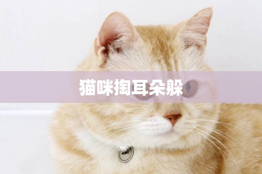 貓咪掏耳朵躲