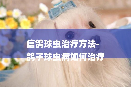 信鴿球蟲治療方法-
鴿子球蟲病如何治療