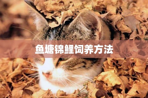 魚塘錦鯉飼養方法
