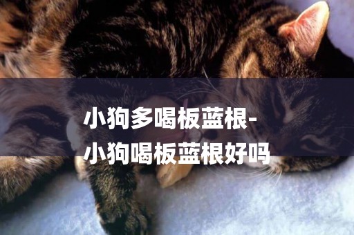 小狗多喝板藍根-
小狗喝板藍根好嗎