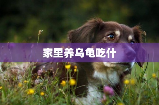 家里養烏龜吃什