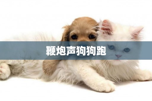 鞭炮聲狗狗跑