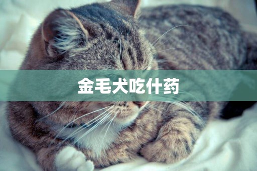 金毛犬吃什藥