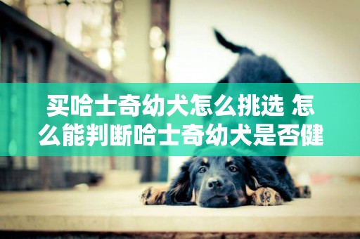 買哈士奇幼犬怎么挑選 怎么能判斷哈士奇幼犬是否健康？