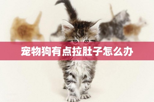 寵物狗有點拉肚子怎么辦