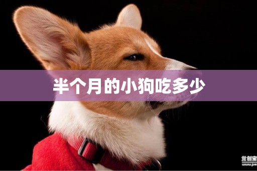 半個月的小狗吃多少