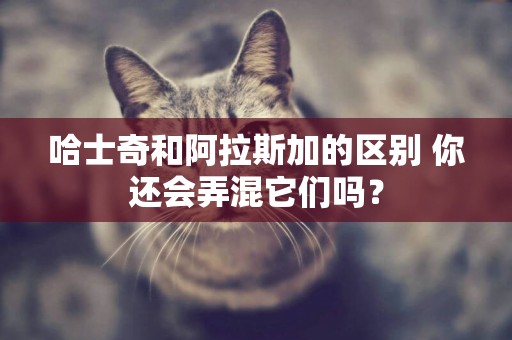 哈士奇和阿拉斯加的區別 你還會弄混它們嗎？