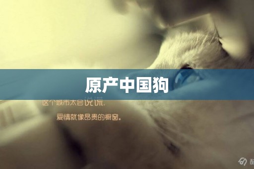 原產中國狗