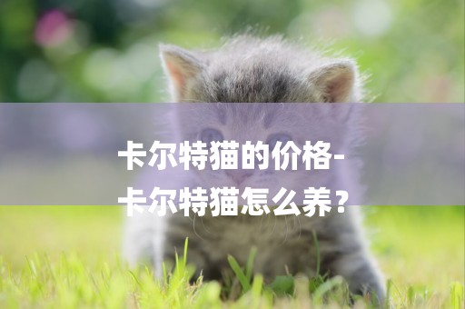 卡爾特貓的價格-
卡爾特貓怎么養？