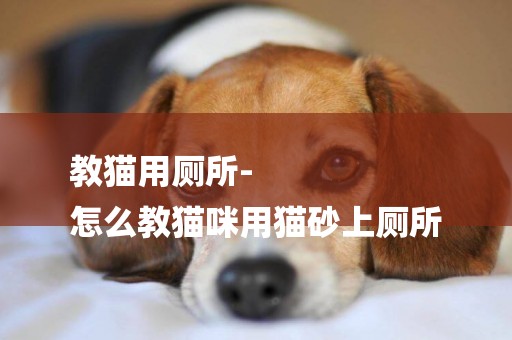 教貓用廁所-
怎么教貓咪用貓砂上廁所
