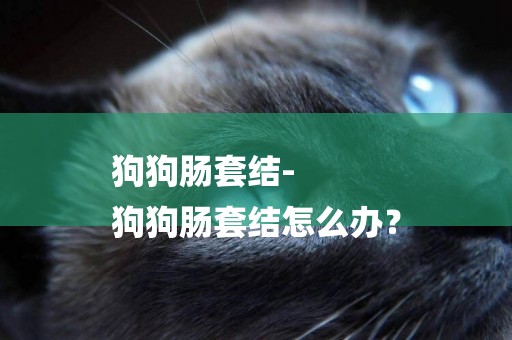 狗狗腸套結-
狗狗腸套結怎么辦？