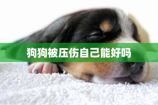 狗狗被壓傷自己能好嗎