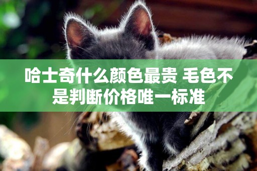 哈士奇什么顏色最貴 毛色不是判斷價格唯一標準