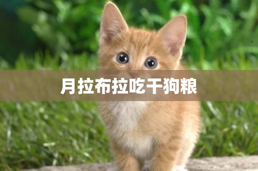 月拉布拉吃干狗糧