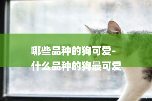 哪些品種的狗可愛-
什么品種的狗最可愛