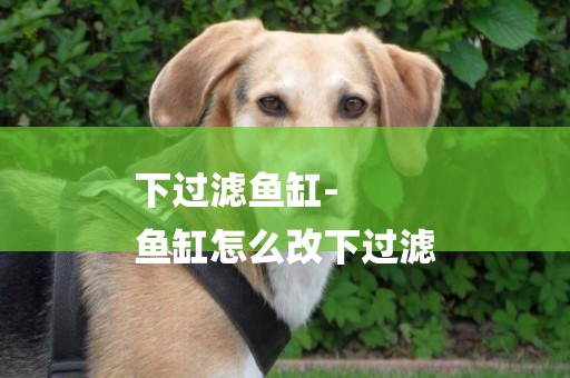下過濾魚缸-
魚缸怎么改下過濾