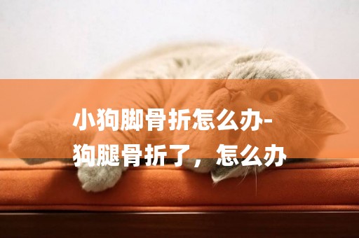 小狗腳骨折怎么辦-
狗腿骨折了，怎么辦