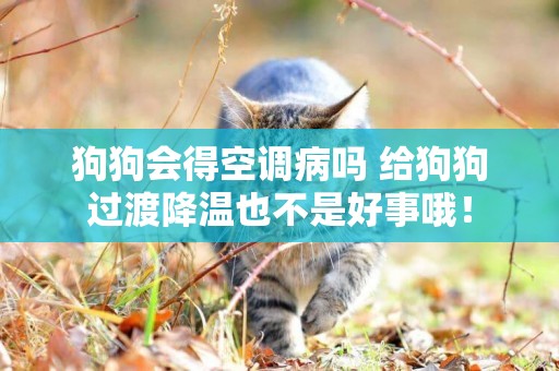 狗狗會得空調病嗎 給狗狗過渡降溫也不是好事哦！
