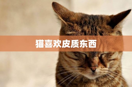 貓喜歡皮質東西