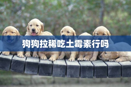 狗狗拉稀吃土霉素行嗎