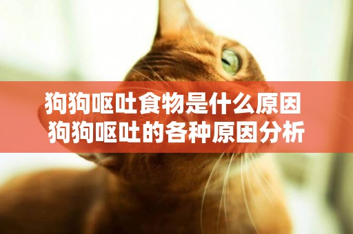 狗狗嘔吐食物是什么原因 狗狗嘔吐的各種原因分析