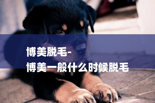 博美脫毛-
博美一般什么時候脫毛