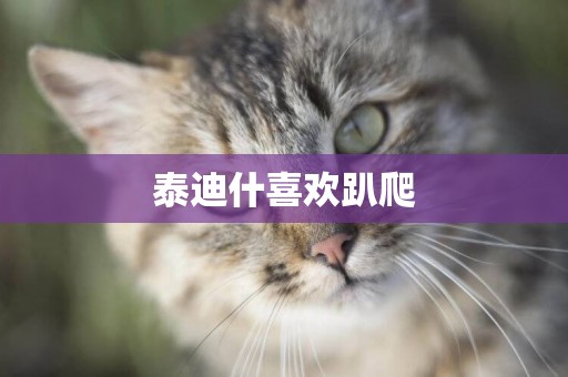 泰迪什喜歡趴爬