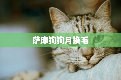 薩摩狗狗月換毛